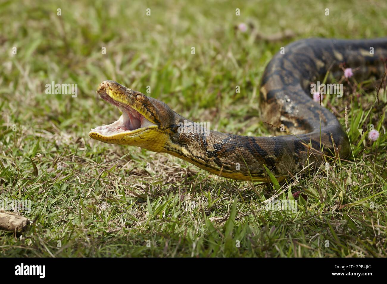 Pitón reticulada, Pitones reticuladas, Otros animales, Reptiles