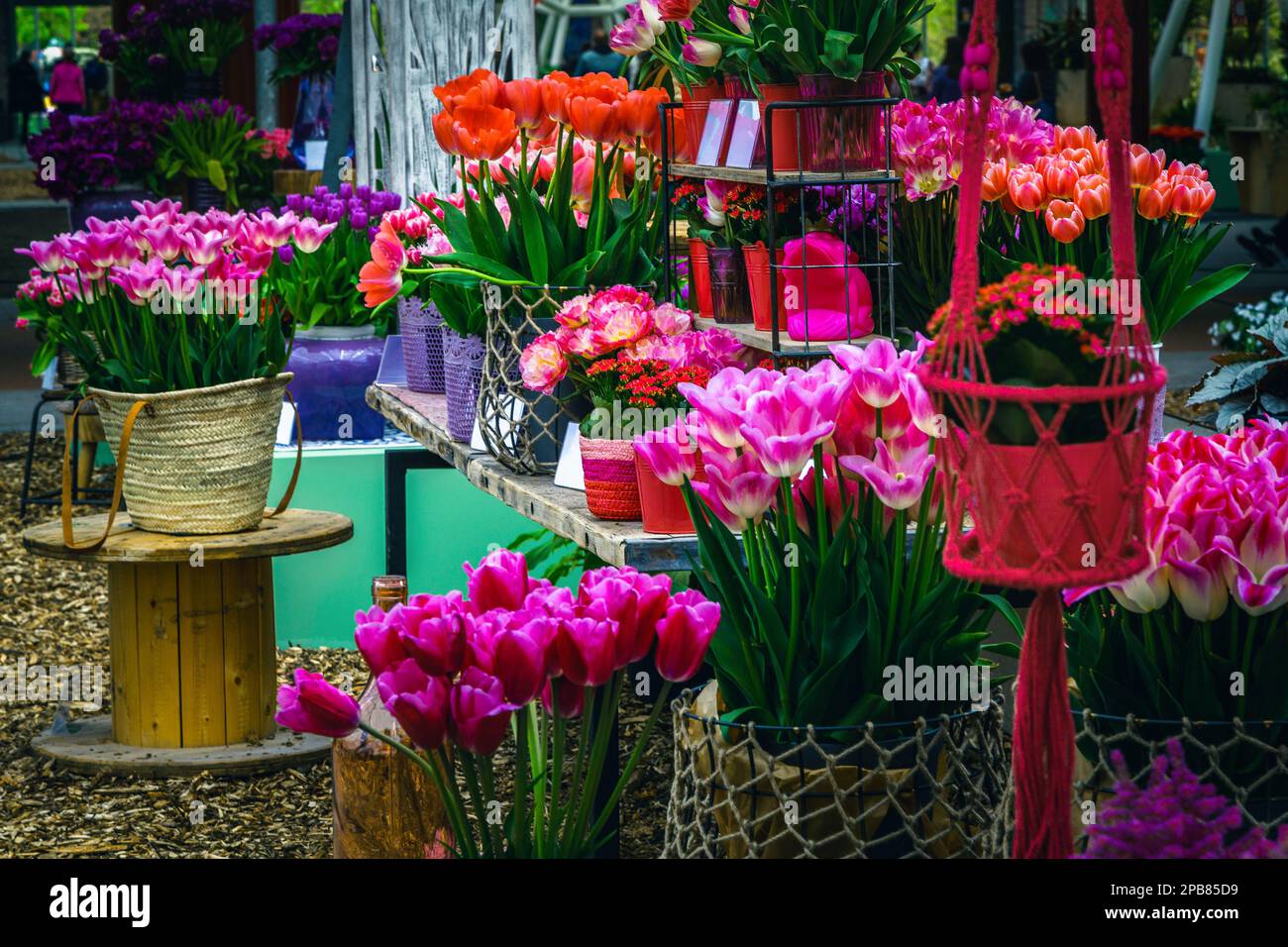 Flores de tulipán ornamentales frescas y coloridas en el soporte. Decoración de tulipanes arreglada en la exposición de flores, Lisse, Keukenhof, Países Bajos, Europa Foto de stock
