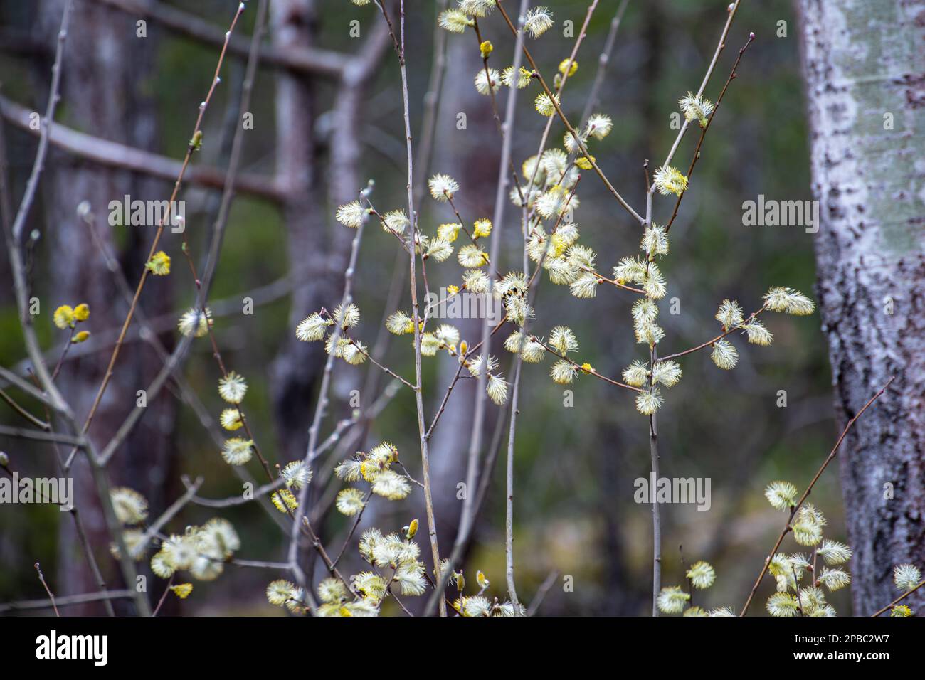 Salix caprea. Salix caprea, conocido como sauce de cabra, sauce de coño