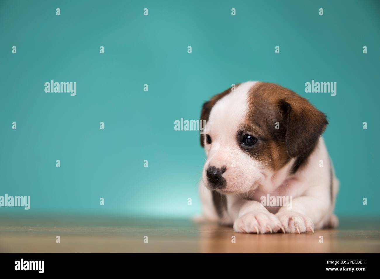 Pequeños perros cachorros, concepto de animales Fotografía de stock - Alamy