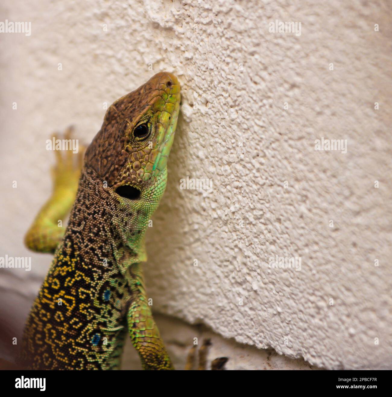 Un lagarto con una cara verde está de pie en una pared. Foto de stock