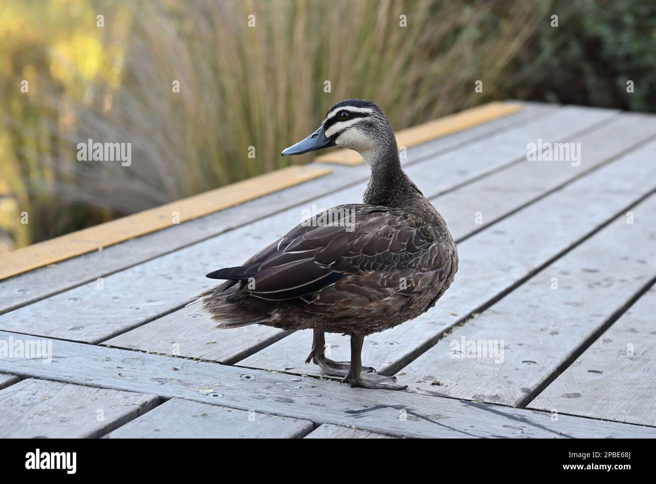 Pato negro del Pacífico de pie en una cubierta de madera junto a un lago, mientras el pájaro mira por encima de su hombro Foto de stock
