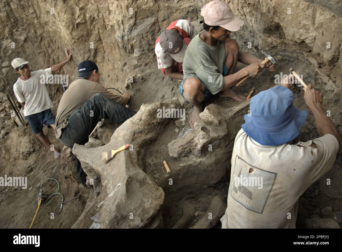 Un paleontólogo está trabajando con los aldeanos en la excavación de huesos fosilizados de una especie de elefante extinto identificada científicamente como Elephas hysudrindicus, o popularmente llamado 'elefante blora', en Sunggun, Mendalem, Kradenan, Blora, Java central, Indonesia. El equipo de científicos de Investigación de Vertebrados (Agencia Geológica, Ministerio de Energía y Recursos Minerales de Indonesia) dirigido por Iwan Kurniawan y Fachroel Aziz descubrió los huesos de la especie casi en su totalidad (alrededor del 90 por ciento completo) que más tarde les permitiría construir una reconstrucción científica, que se muestra en Geología... Foto de stock
