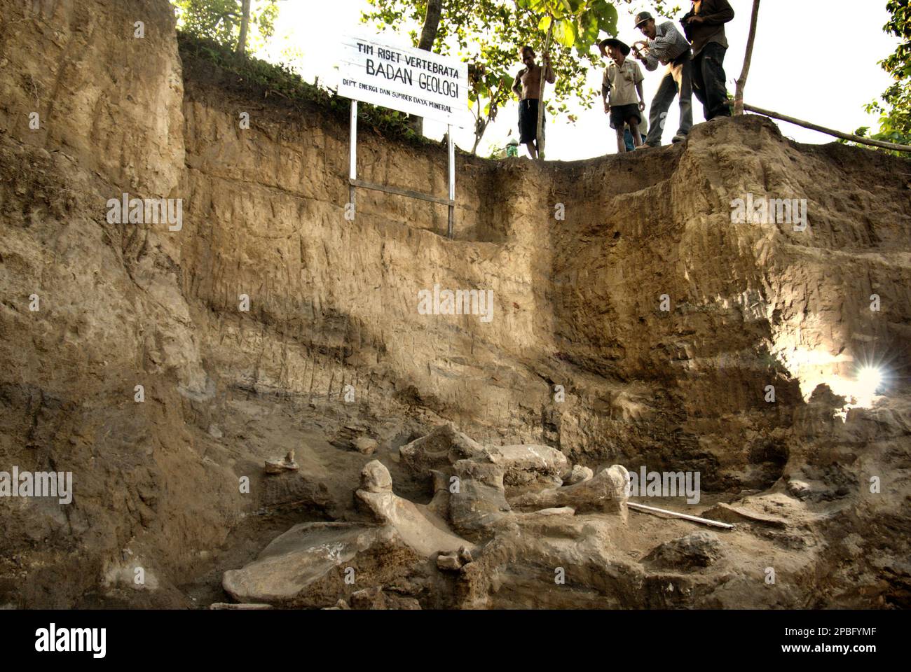 El sitio de excavación de huesos fosilizados de una especie de elefante extinto identificado científicamente como Elephas hysudrindicus, o popularmente llamado 'elefante blora', en Sunggun, Mendalem, Kradenan, Blora, Java central, Indonesia. El equipo de científicos de Investigación de Vertebrados (Agencia Geológica, Ministerio de Energía y Recursos Minerales de Indonesia) dirigido por Iwan Kurniawan y Fachroel Aziz descubrió los huesos de la especie casi en su totalidad (alrededor del 90 por ciento completo) que más tarde les permitiría construir una reconstrucción científica, que sería un proceso de investigación de la especie. Que se muestra en el Museo de Geología en Bandung, Java Occidental. Foto de stock