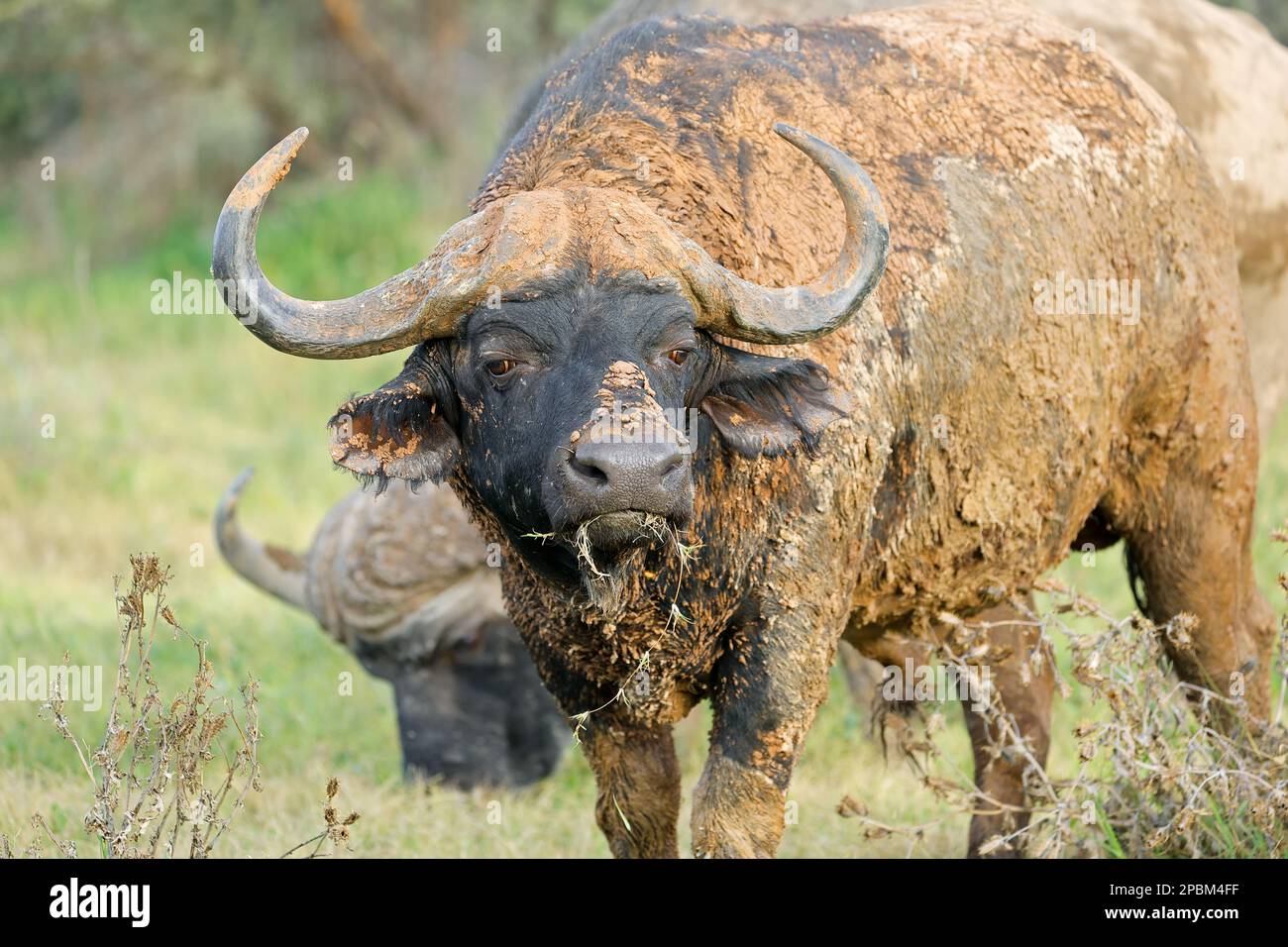 Retrato de un búfalo africano (Syncerus caffer) cubierto de barro, Parque Nacional Mokala, Sudáfrica Foto de stock