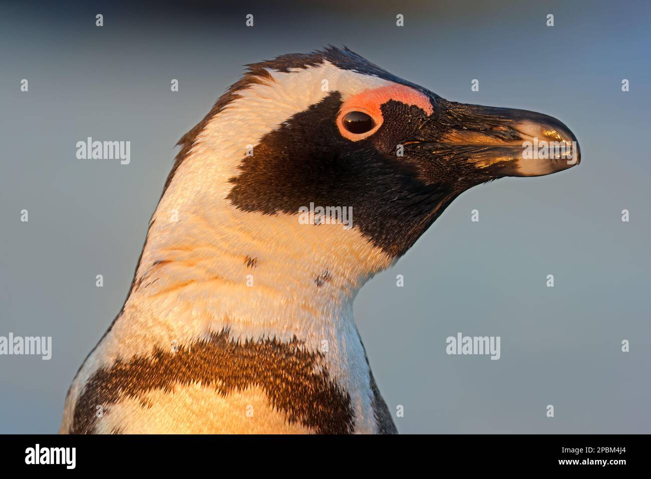 Retrato de un pingüino africano en peligro de extinción (Spheniscus demersus), Sudáfrica Foto de stock