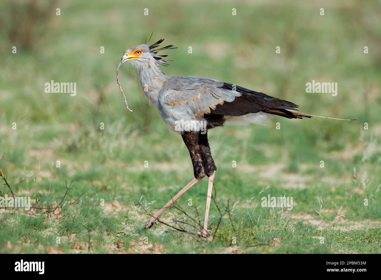 Un ave secretaria (Sagitario serpentario) cazando en hábitat natural, Sudáfrica Foto de stock