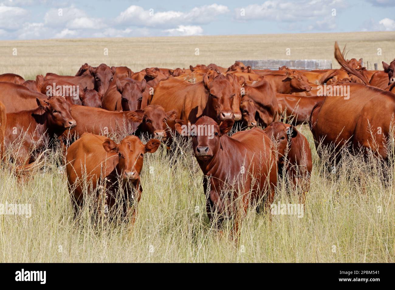 Rebaño de ganado de cría libre en pastizales en una granja rural, Sudáfrica Foto de stock