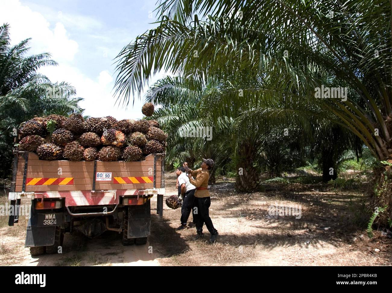 ** FILE ** A worker loads palm oil fruits onto a lorry at a palm oil plantation in Sepang, Malaysia, in this March 13, 2007 file photo. Palm oil, once seen as a cheap and environmentally friendly alternative to petroleum for power plants, is being looked at again. Environmentalists have long warned that many plantations in Indonesia and Malaysia were planted on clear-cut rain forests, threatening the home of endangered animals like the orangutan and the Sumatran tiger. Now, some electricity companies have put plans on hold to switch to palm oil fuel. A report late last year claims the environm Foto de stock