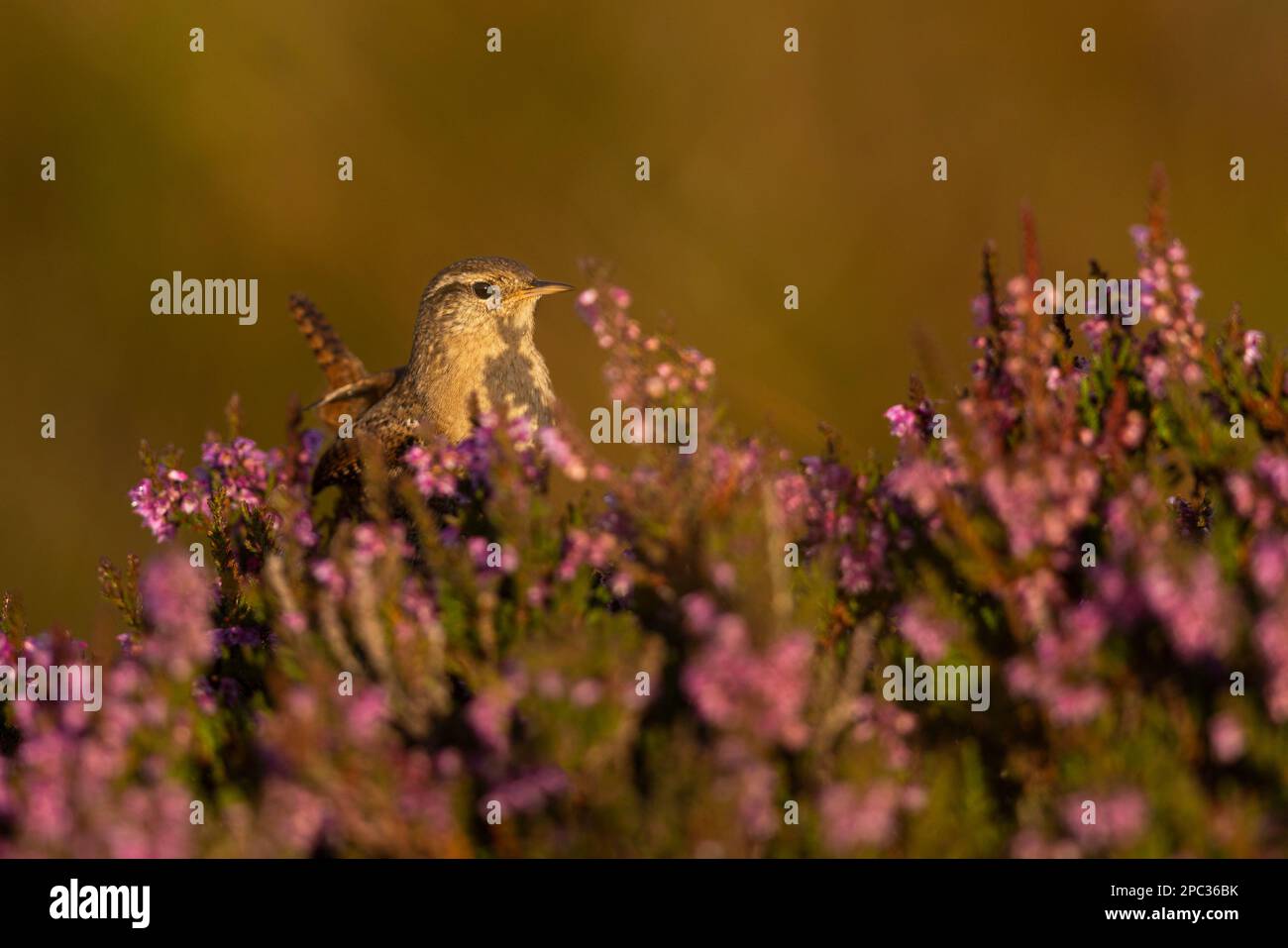 Wren encaramado en flor jaspeado. Foto de stock