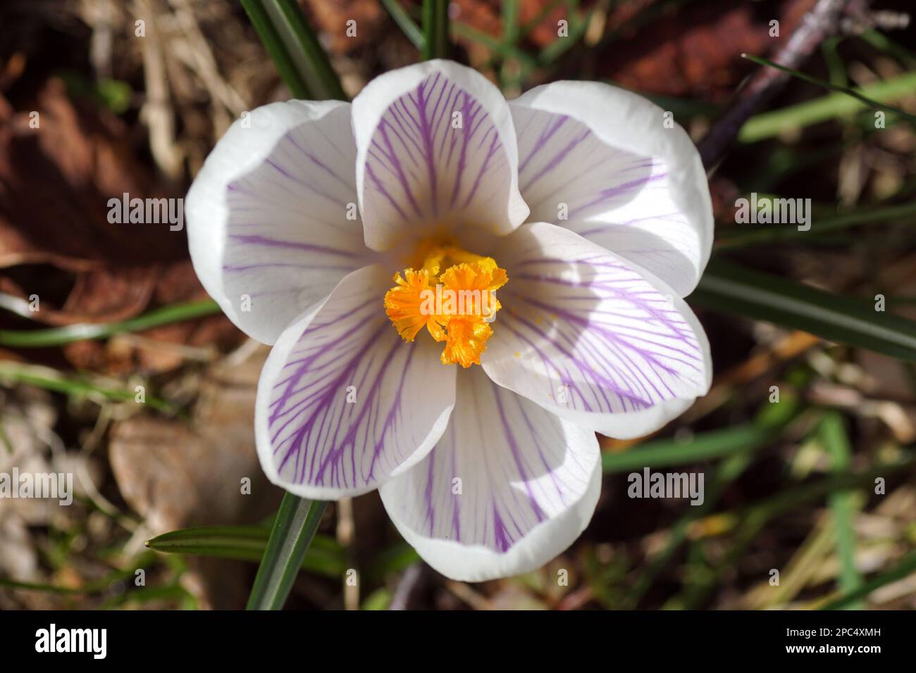 Cierre el crocus blanco púrpura floreciente, familia Iridaceae en el sol. Amarillo, estambres, pistilo, jardín holandés. Hojas marchitas y marchitas. Marzo Foto de stock
