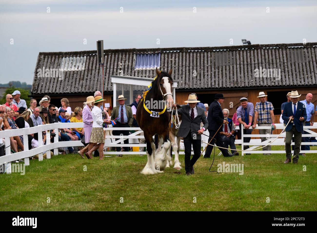 Grandes caballos de Bay shire caminan con manipuladores para juzgar, espectadores viendo (caballo de batalla y gigante suave) - Great Yorkshire Show, Harrogate, Inglaterra, Reino Unido. Foto de stock