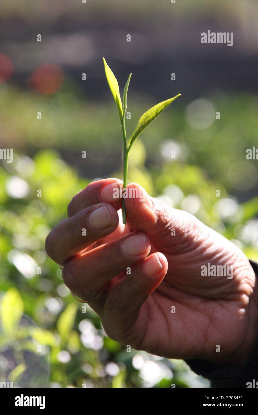 Las puntas de las hojas de la planta de té se conocen como puntas de plata Foto de stock