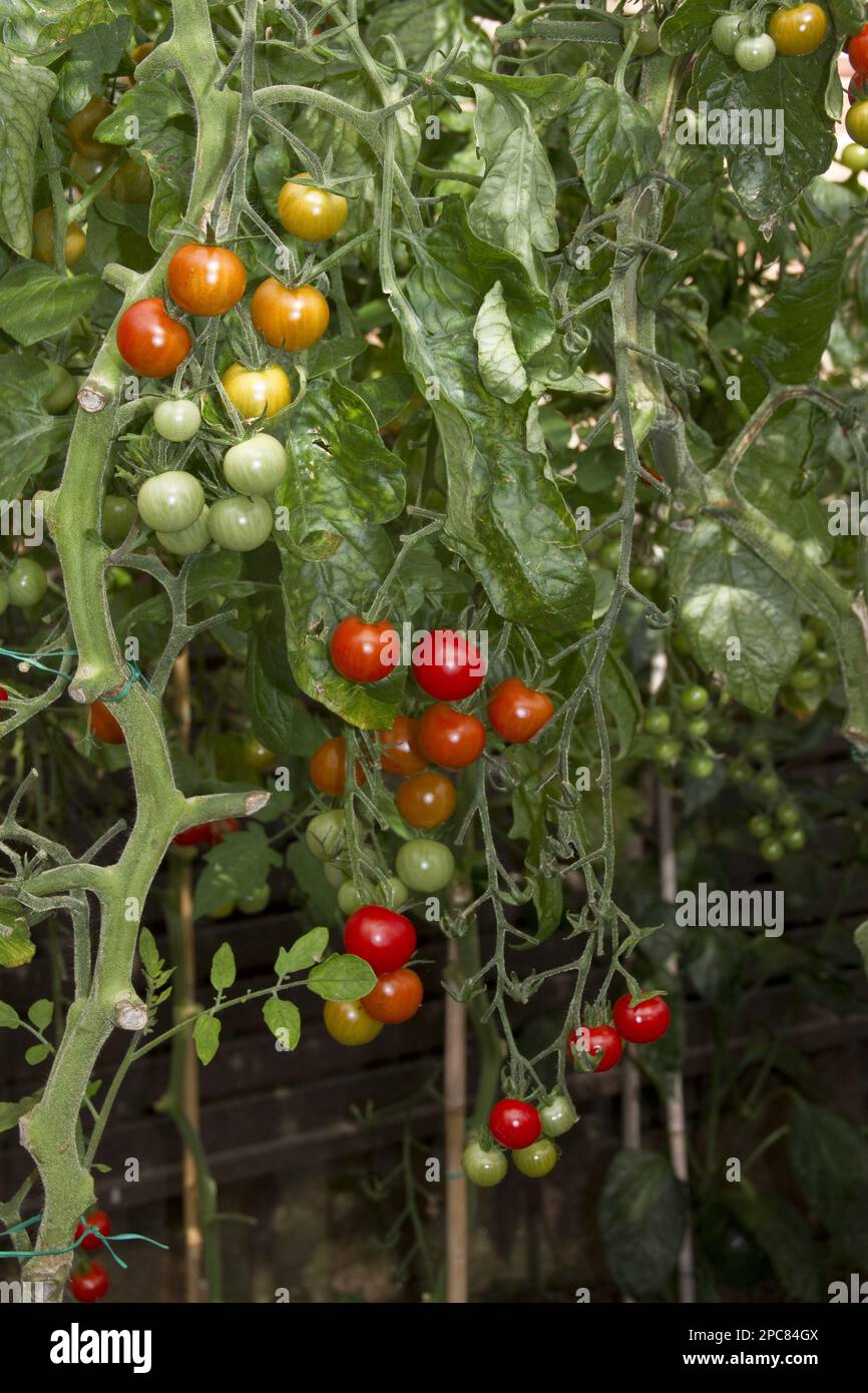 Tomate, variedad hoffmanns rentita (Lycopersicon esculentum), Solanaceae, tomates cherry pequeños dulces Foto de stock