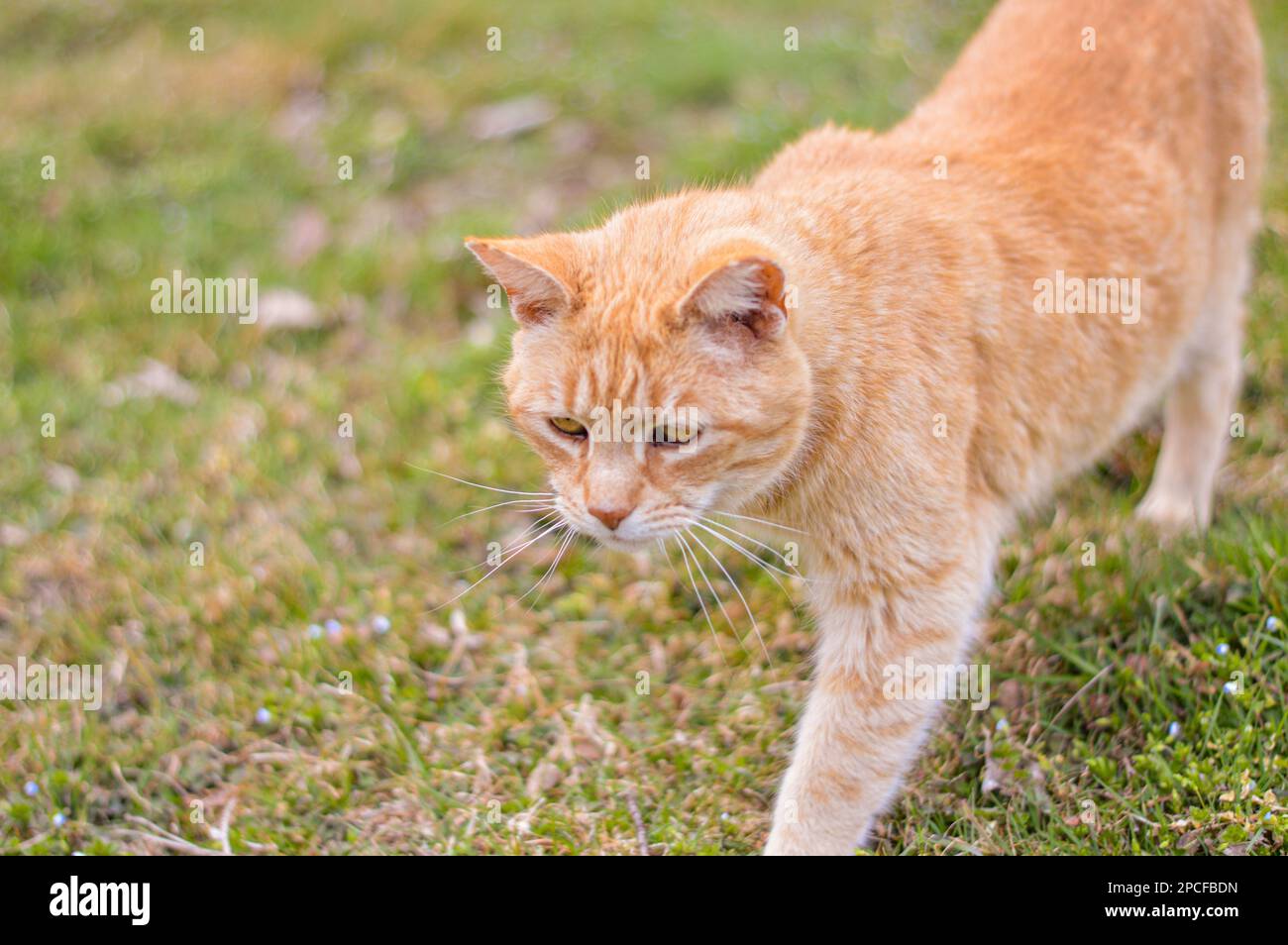 gato naranja (calabaza) caminando en un campo de hierba Foto de stock