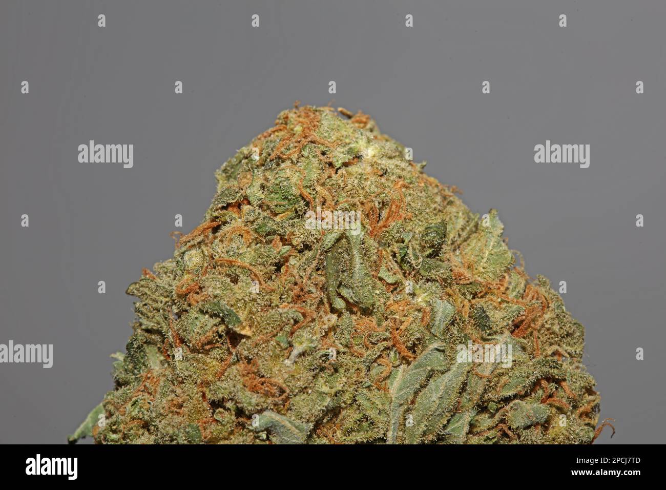 Flor de marihuana medicinal super cogollos recreativos ganja cerca de foto de stock botánica de gran tamaño de alta calidad cannabis sativa familia cannabaceae Foto de stock