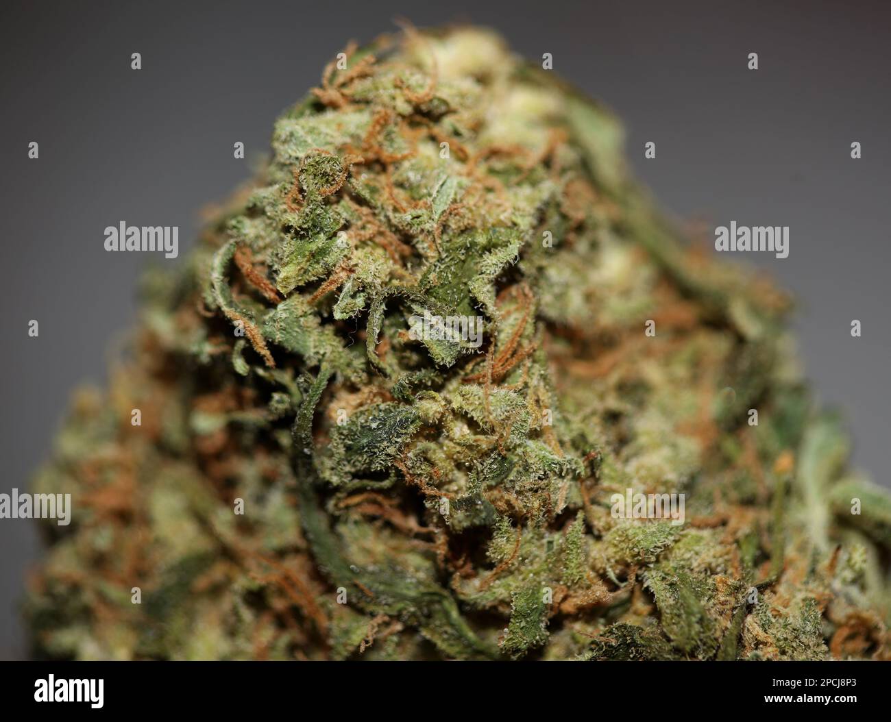 Flor de marihuana medicinal super cogollos recreativos ganja cerca de foto de stock botánica de gran tamaño de alta calidad cannabis sativa familia cannabaceae Foto de stock