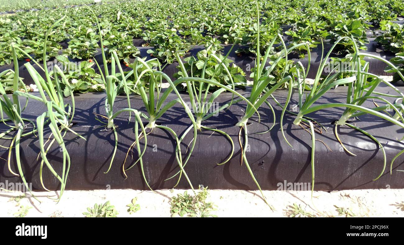 Cebollas verdes campo de cultivo horticultura foto imagen plantilla de fondo Foto de stock