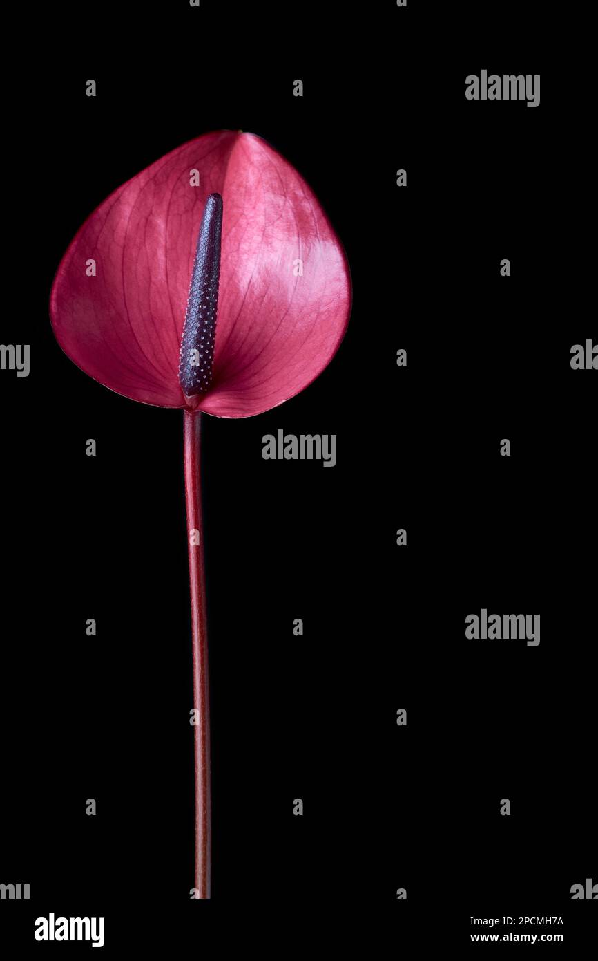 vibrante flor de anthurium rosa, también conocido como flor de cola, flor de laceleaf flamenco y paleta de pintor, flor en forma de corazón y purificadora de aire aislado Foto de stock