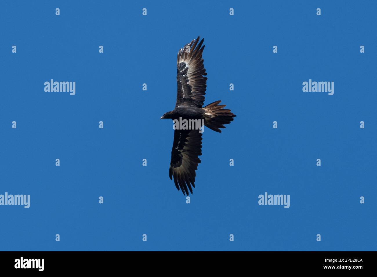 Vision de aguila fotografías e imágenes de alta resolución - Alamy