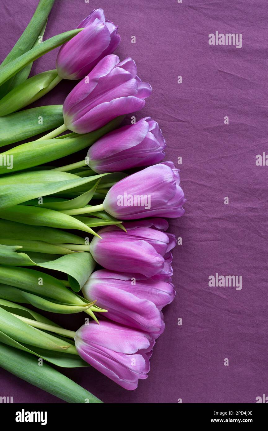 Tulipanes morados sobre un fondo textil violeta. Flores de primavera ramo de color lila. Primer plano. Foto de stock