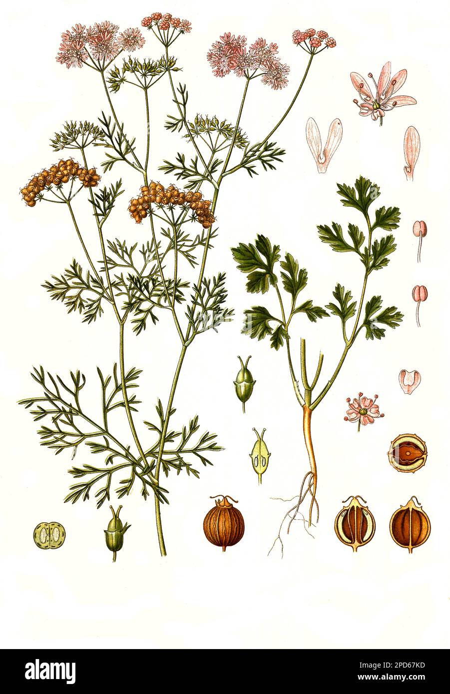 Heilpflanze, Echte Koriander (Coriandrum sativum), kurz Koriander, Historisch, restaurierte digital Reproduktion von einer Vorlage en 19. Jahrhundert, Foto de stock