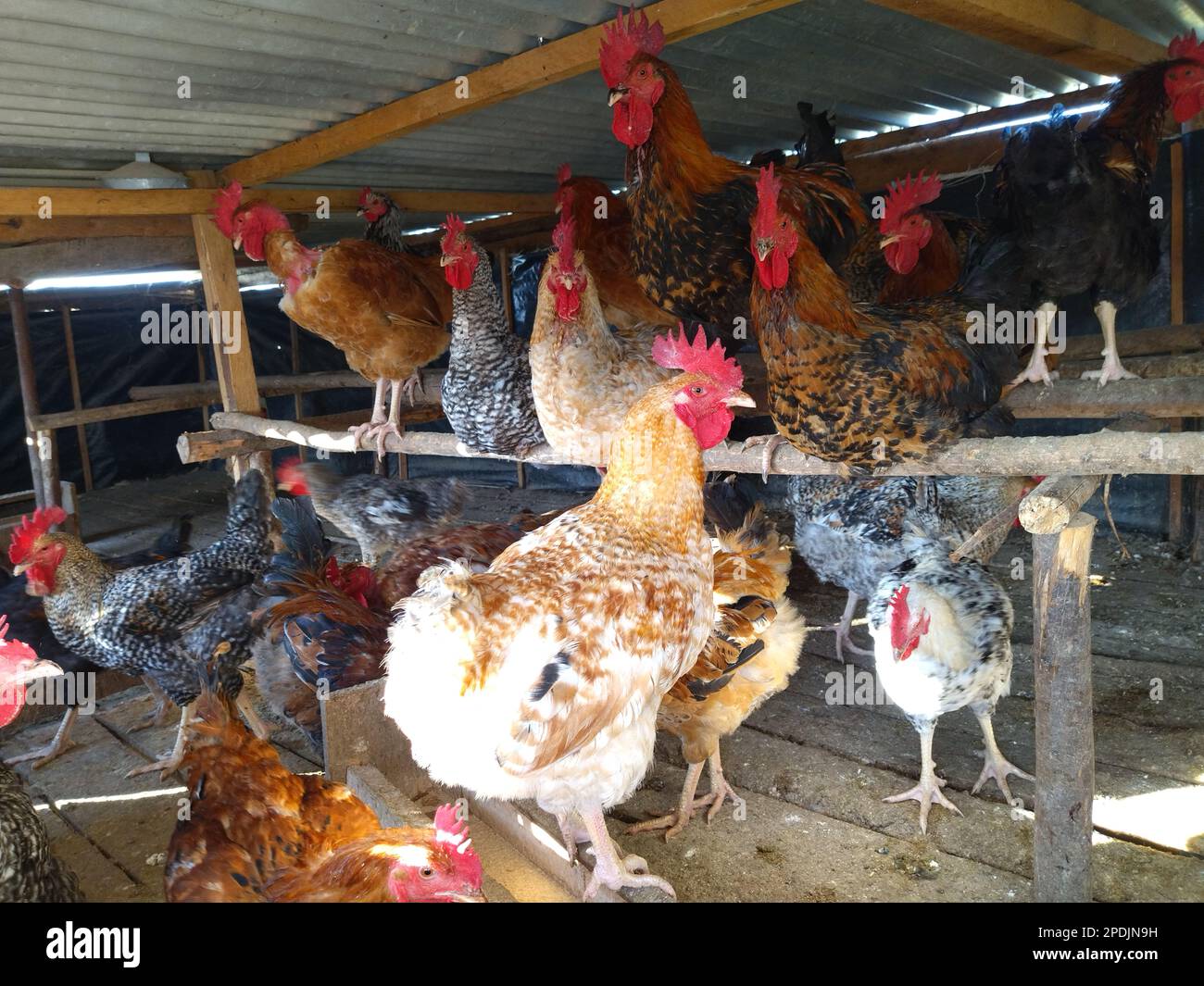Pollo comercial fotografías e imágenes de alta resolución - Página 2 - Alamy
