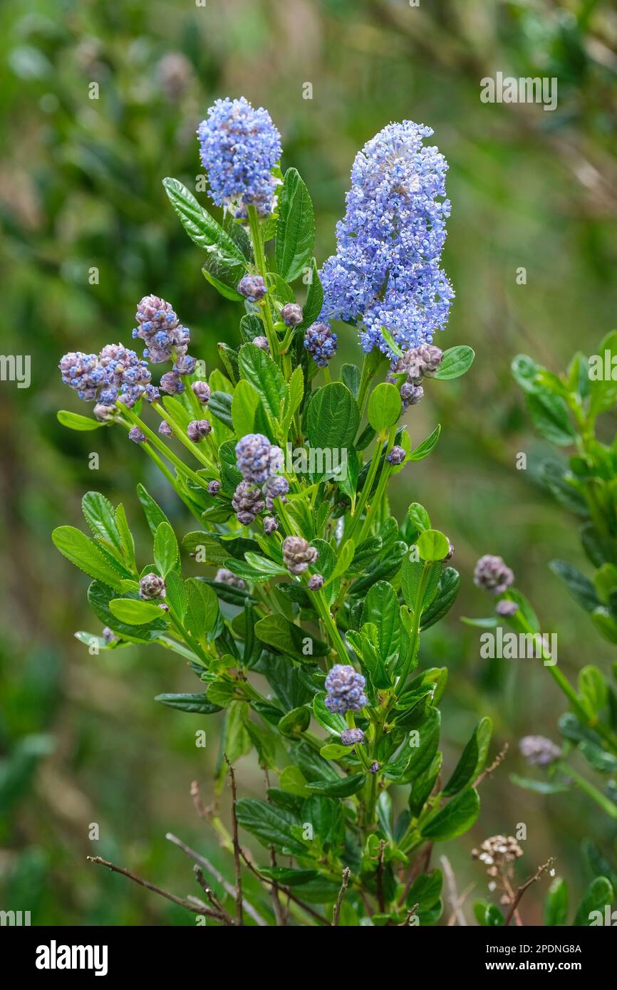 Ceanothus Cielos italianos, Cielos italianos lila californiana, arbustos de hoja perenne, pequeñas flores azules brillantes en racimos cónicos compactos Foto de stock