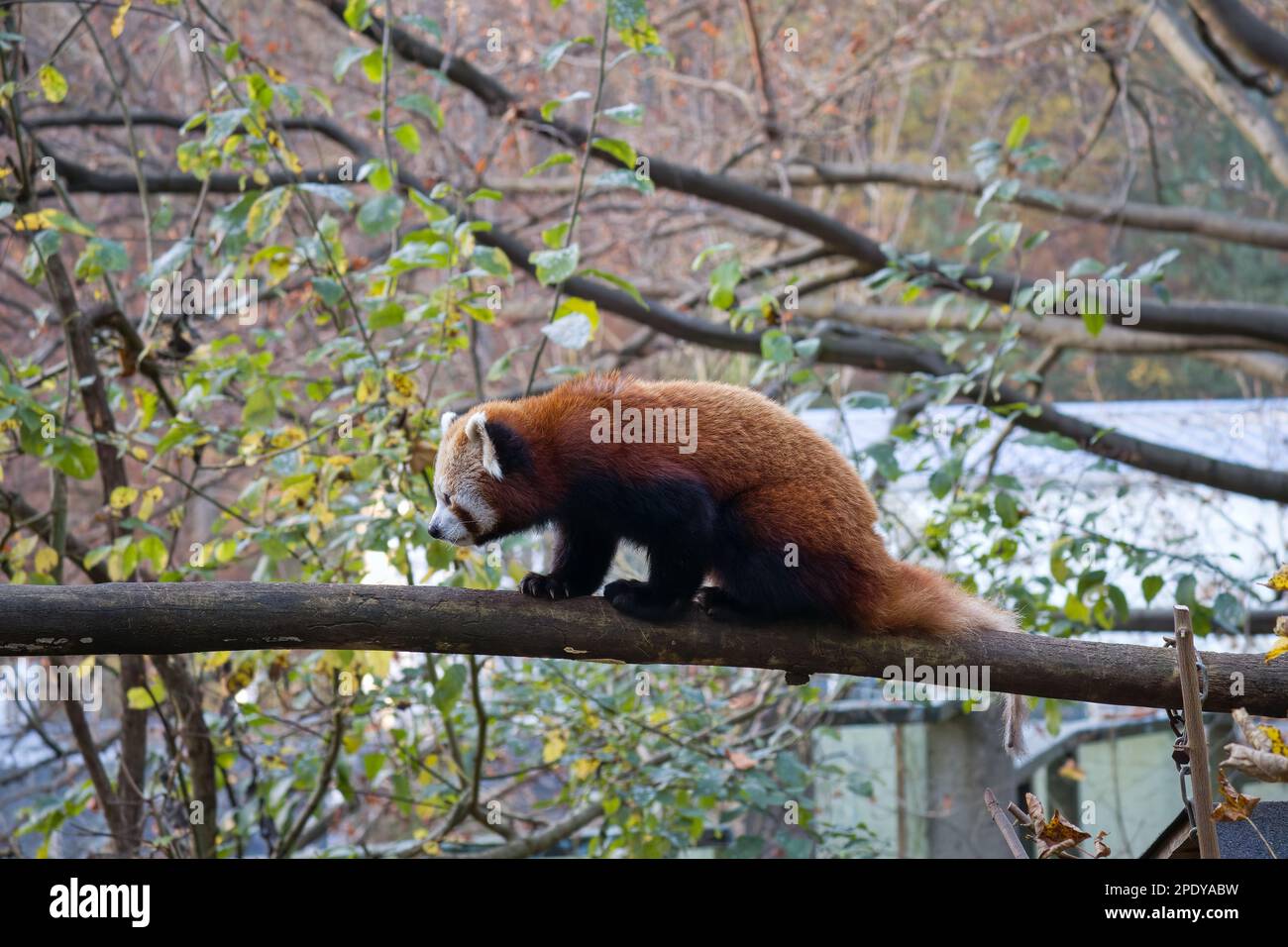 Ailurus fulgens, Panda rojo en el árbol Foto de stock