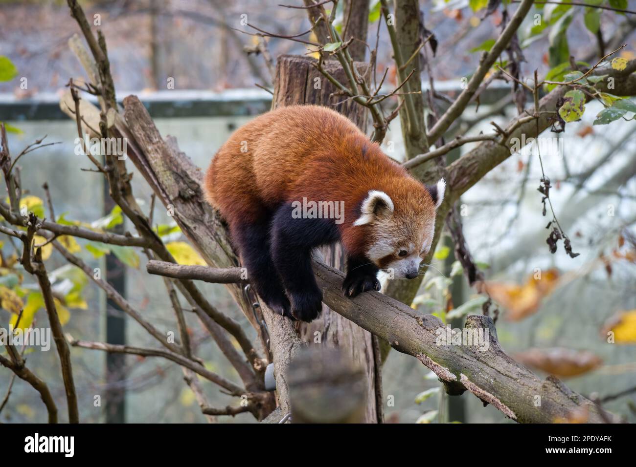 Ailurus fulgens, Panda rojo en el árbol Foto de stock