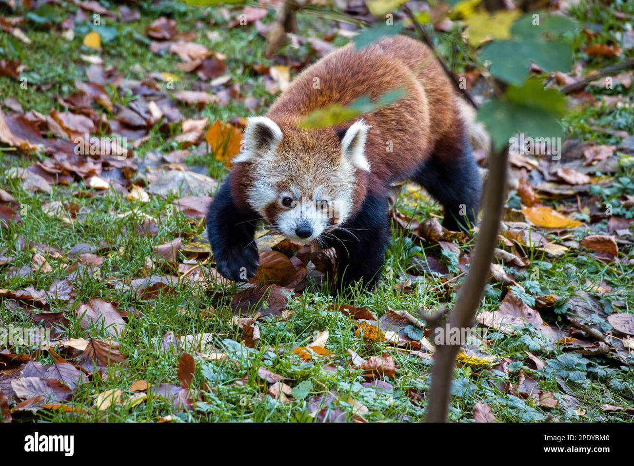 Ailurus fulgens, Panda rojo en el árbol Foto de stock