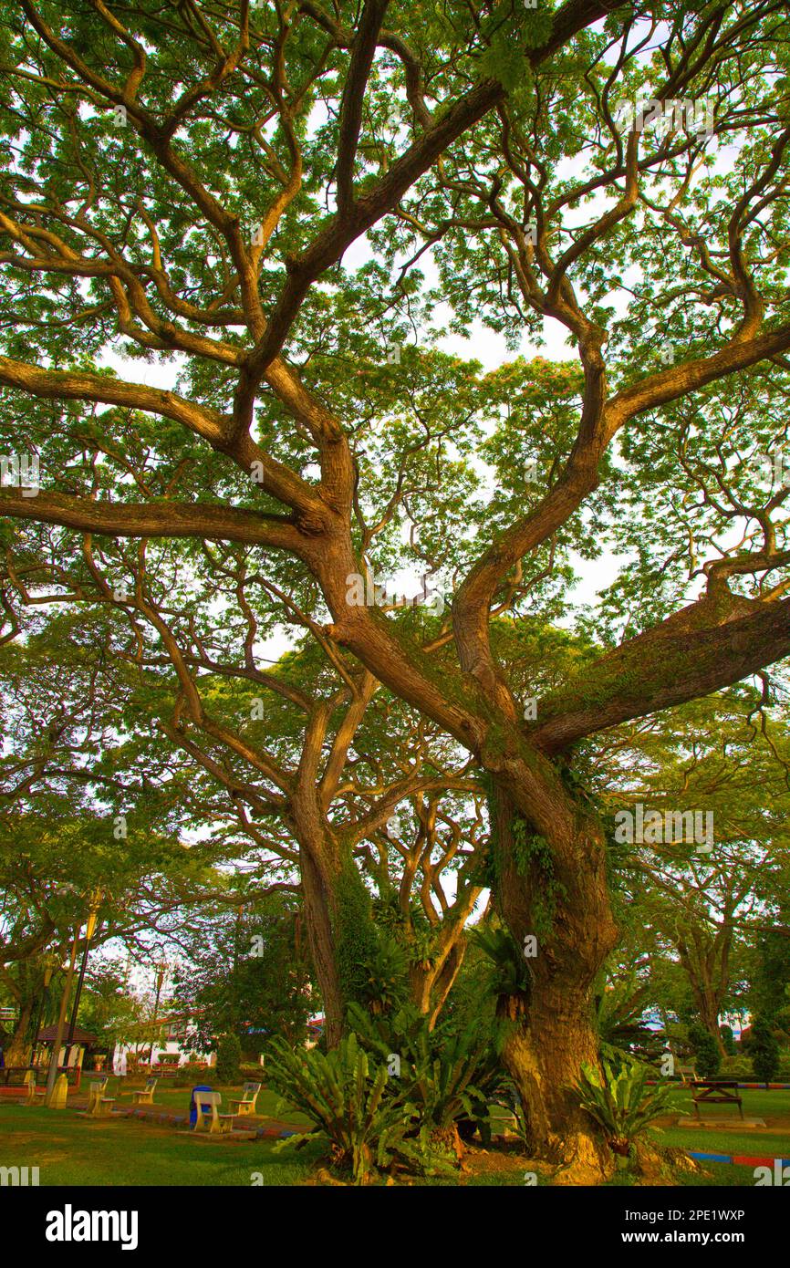 Malasia, Melaka, Malaca, parque, árboles viejos, Foto de stock