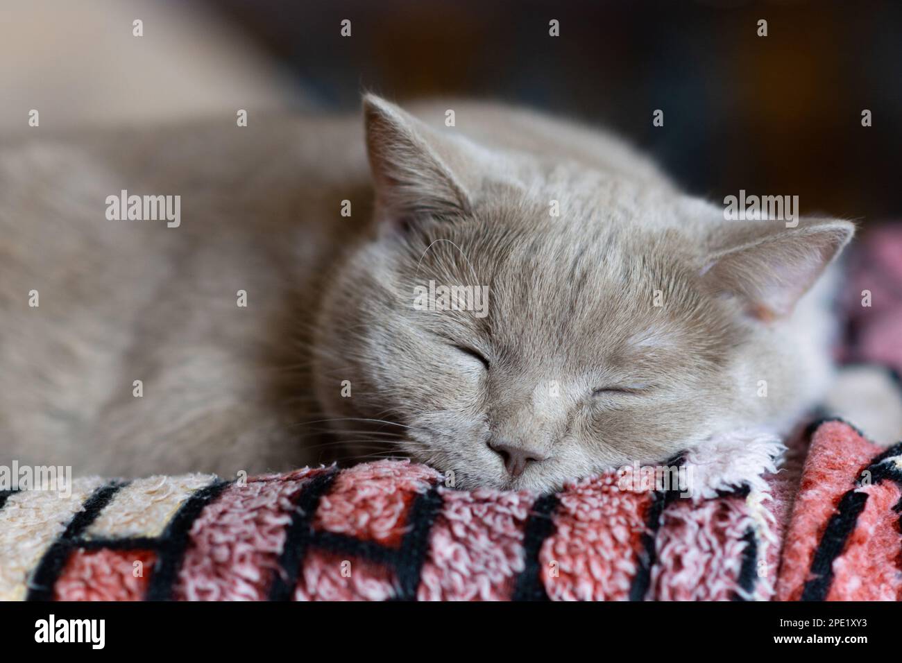 Dulce sueño de un gato recto escocés cerca agradable Foto de stock