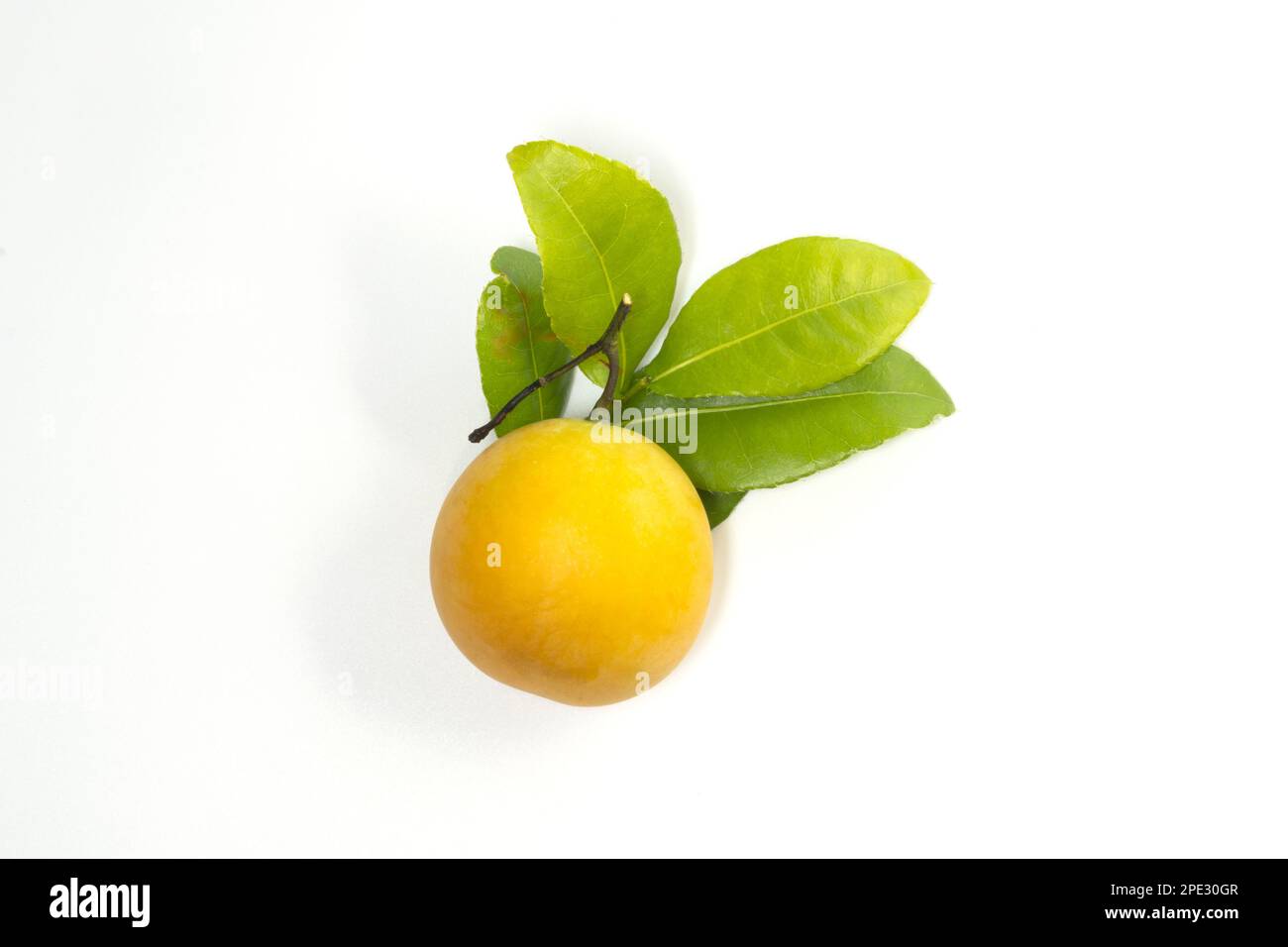 Bouea macrophylla sobre fondo blanco, comúnmente conocido como gandaria o ciruela de mango o ciruela de mango Foto de stock