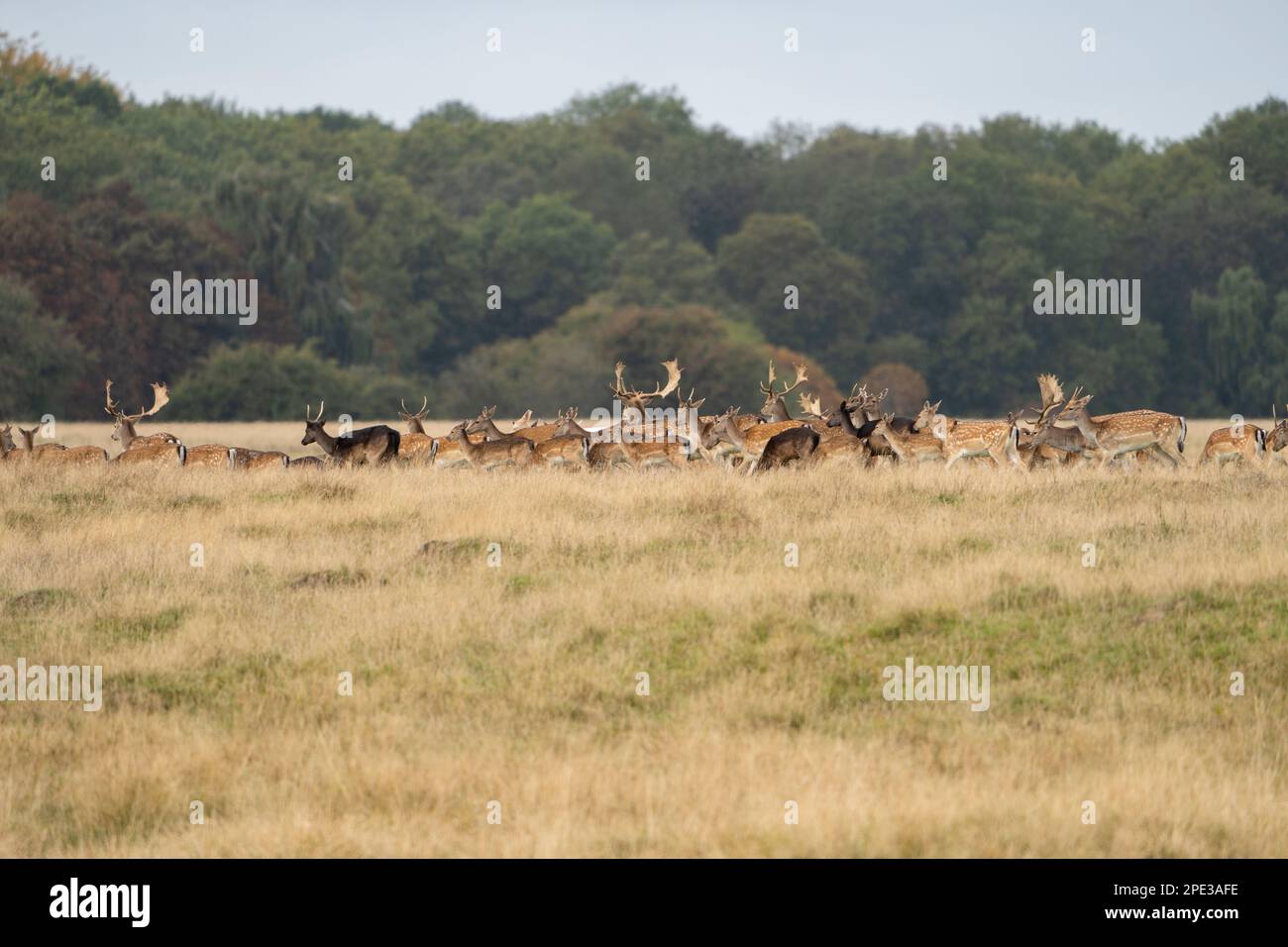 ciervos marrones y blancos con grandes cuernos caminando, corriendo, comiendo, con cachorros alrededor del bosque verde y los campos amarillos. El ciervo barbecho es un eleg Foto de stock