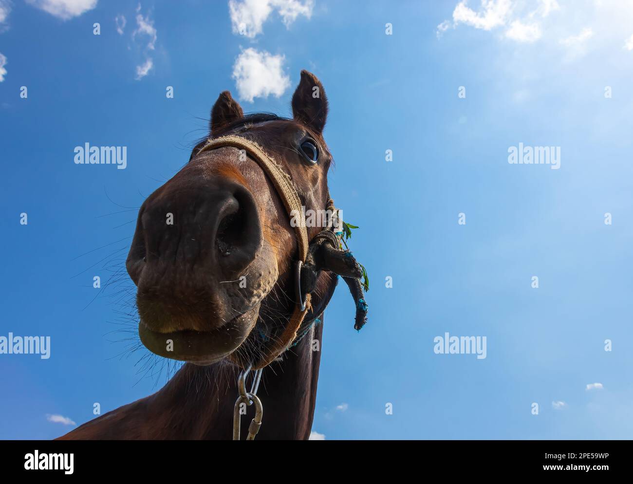 cabeza de un caballo marrón cerca. campo. verano. Foto de stock
