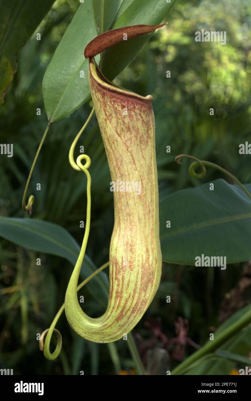 Planta de jarra (Nepenthes khasiana), familia de plantas de jarra