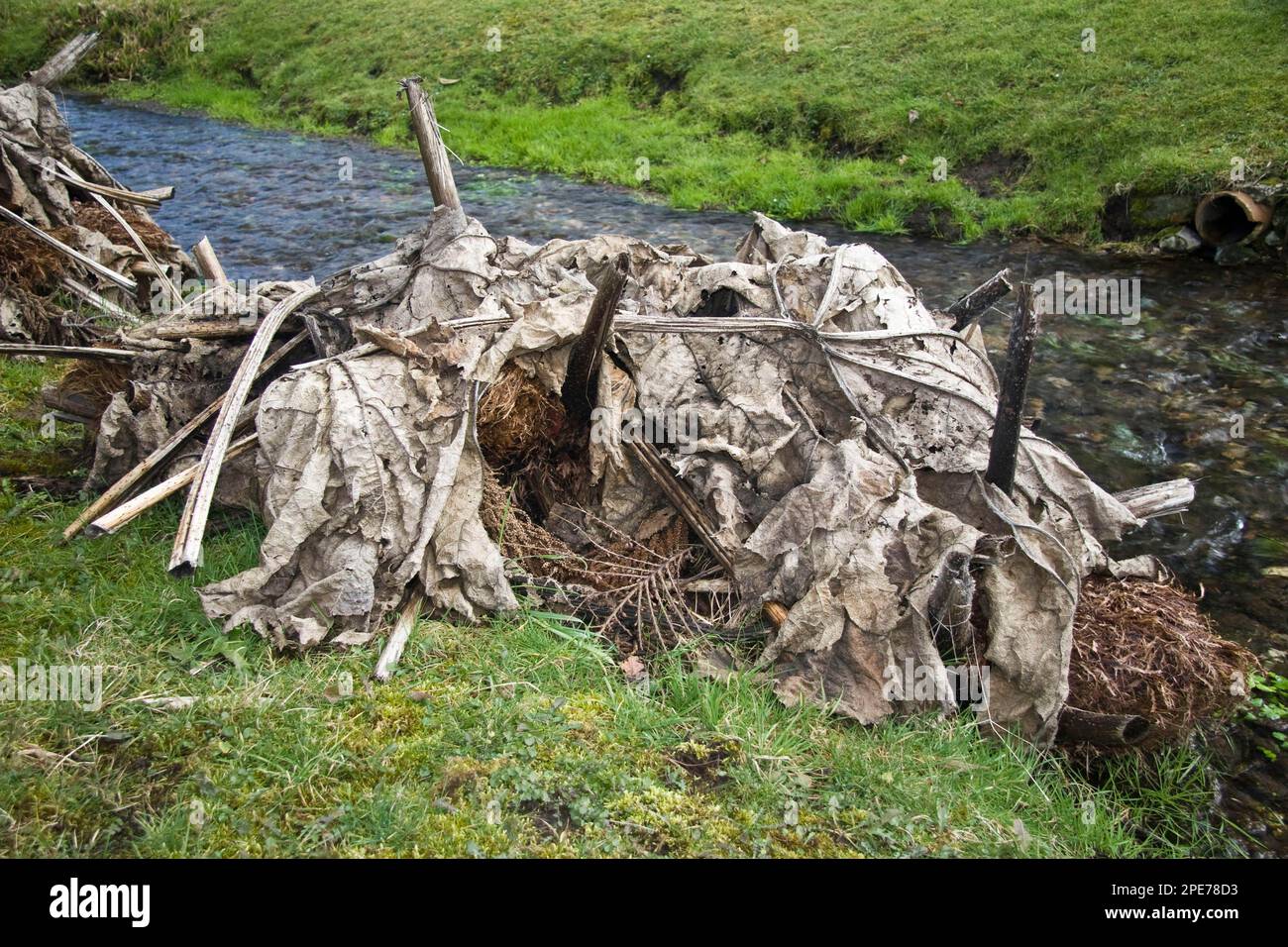 Hojas muertas de Gunnera (Gunnera manicata), pila en el jardín junto al pequeño arroyo, Owermoigne, Dorset, Inglaterra, Reino Unido Foto de stock