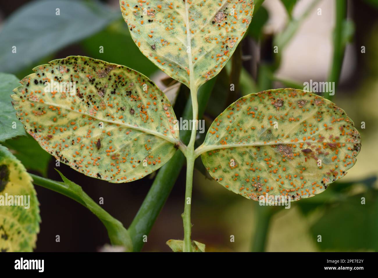 Roya de rosa, Phragmidium mucronatum, pústulas (urediosporos) (teliosporos) formadas en la superficie inferior de la hoja de un rosalero ornamental en verano Foto de stock