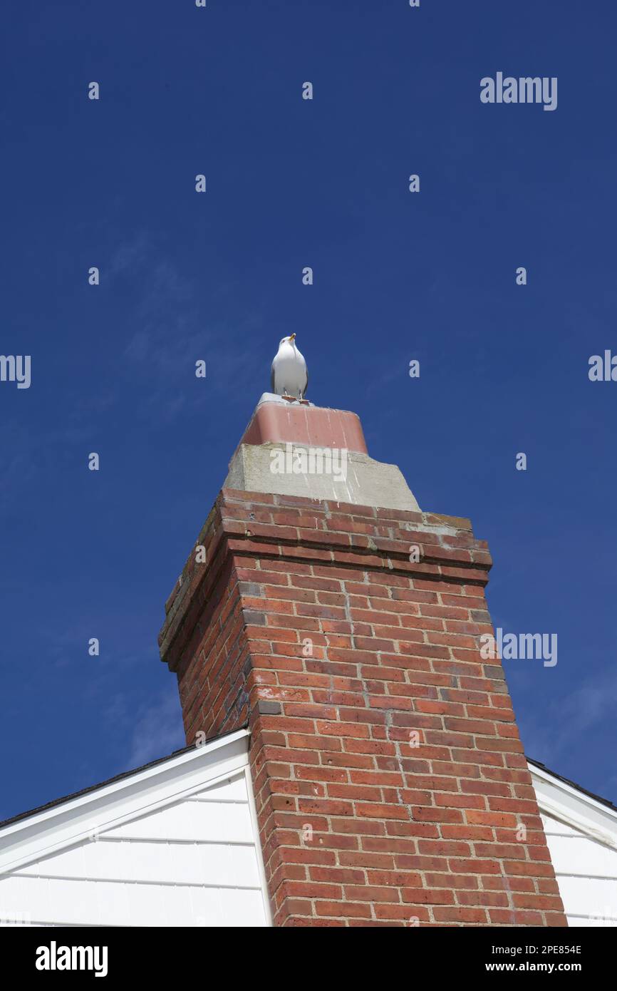 Gaviota encaramada sobre una chimenea roja de ladrillo en una ciudad costera de Connecticut. Espacio vacío para la copia. Foto de stock