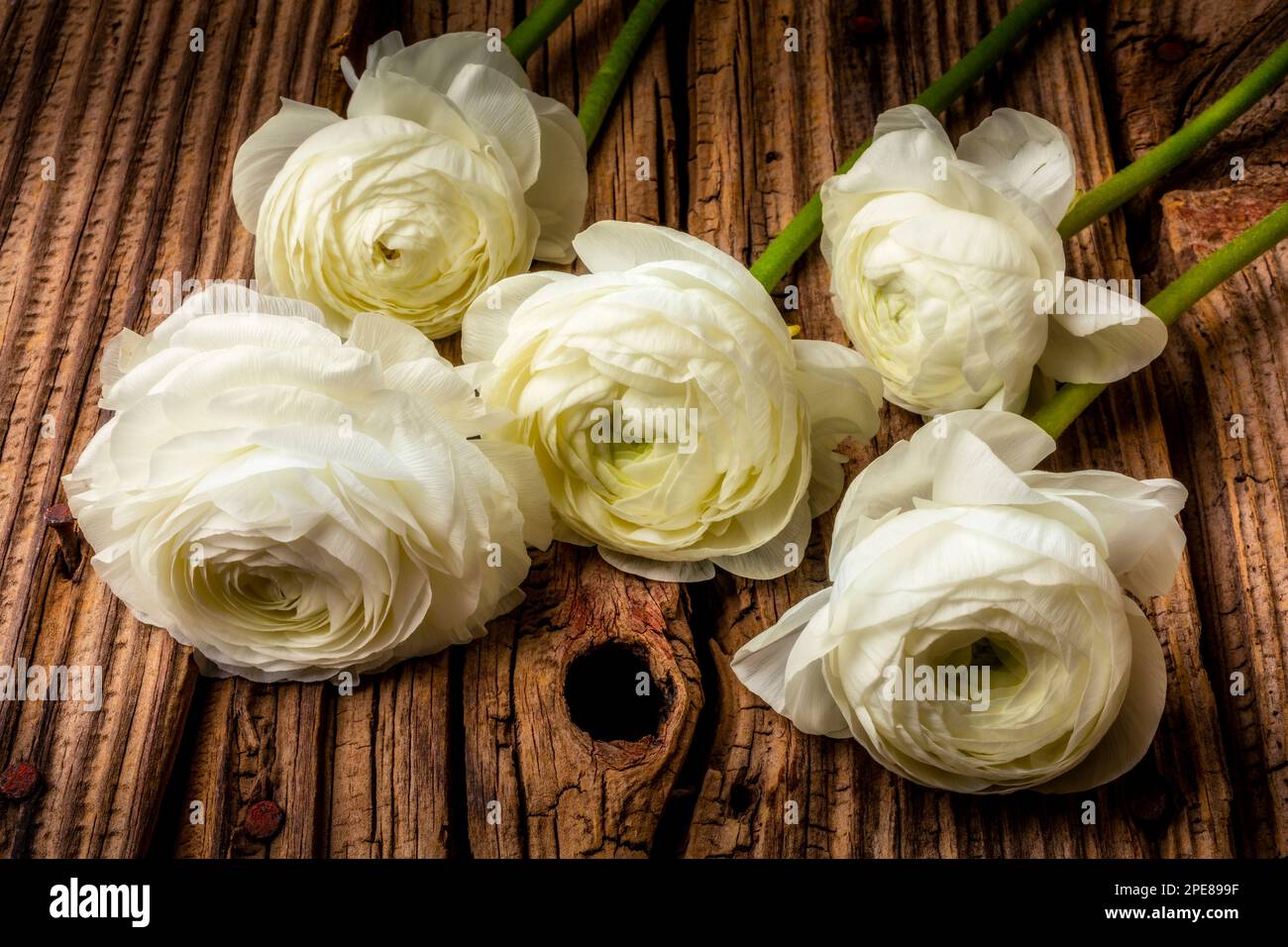 Cinco flores blancas de Ranunculos en tablas de madera viejas todavía vida Foto de stock