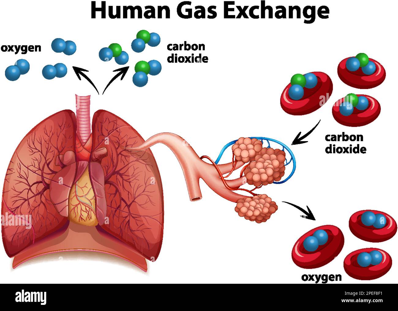 Diagrama de intercambio de gas humano ilustración vectorial Imagen