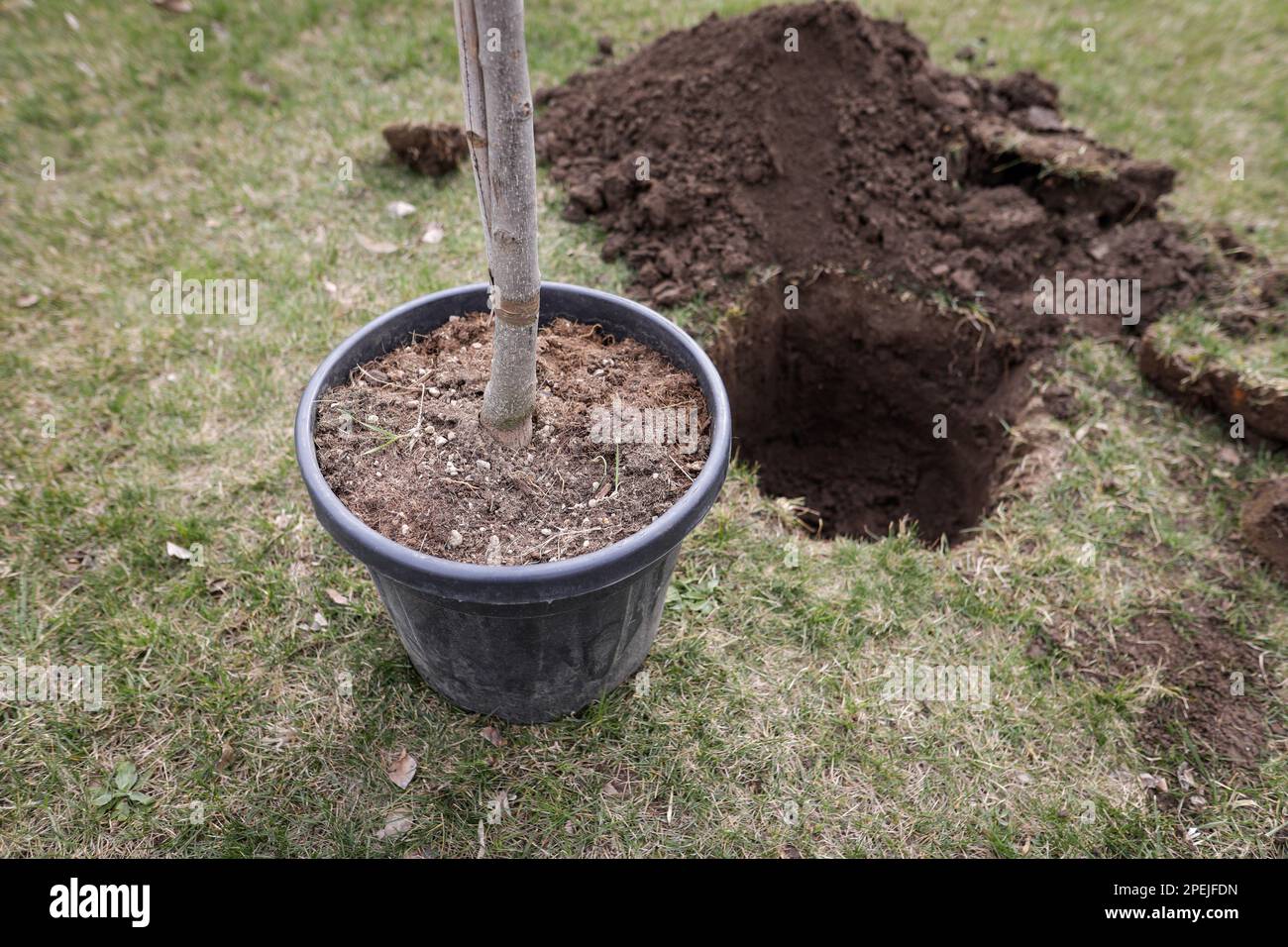 Profundidad de campo poco profunda (enfoque selectivo) detalles con un árbol arbolado durante una actividad de plantación. Foto de stock