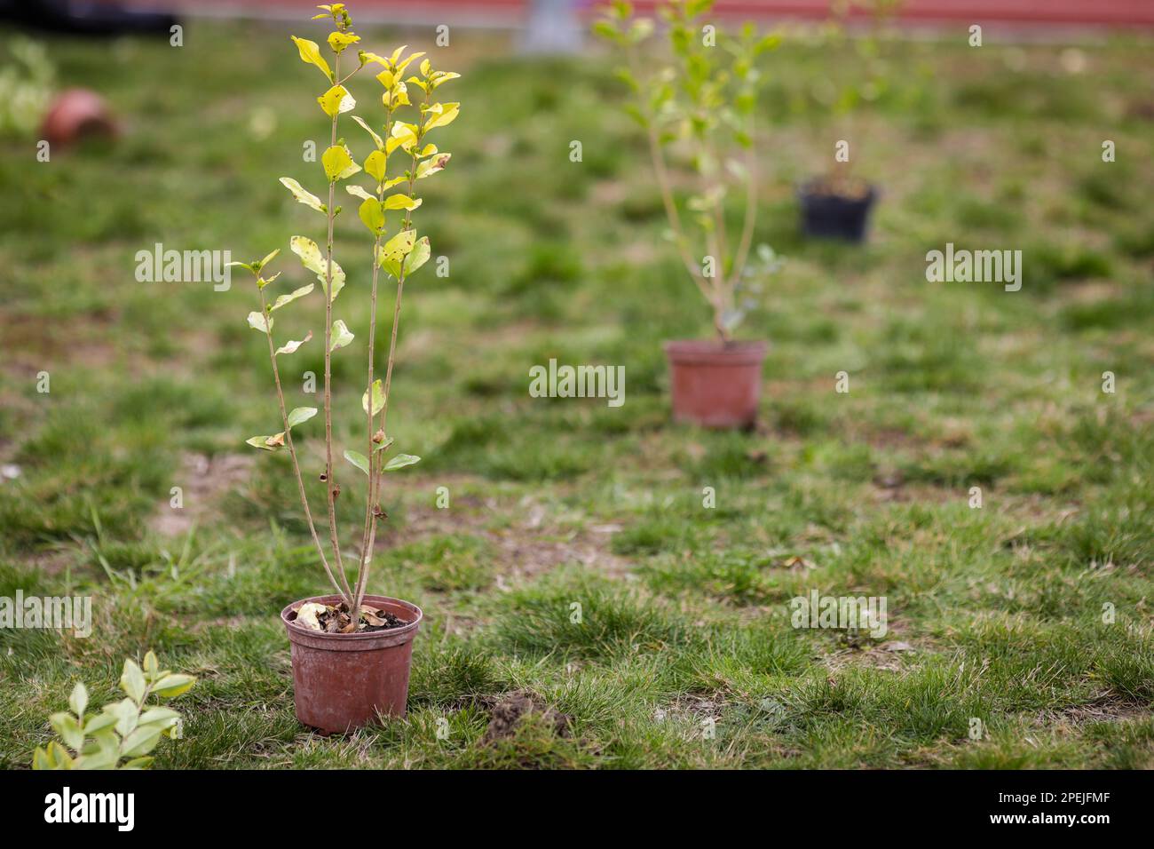 Profundidad de campo poco profunda (enfoque selectivo) detalles con un árbol arbolado durante una actividad de plantación. Foto de stock