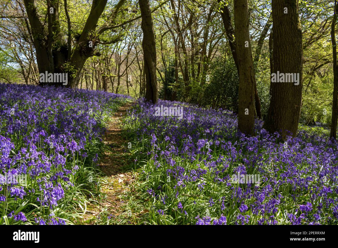 Las campánulas azules en un bosque inglés Foto de stock