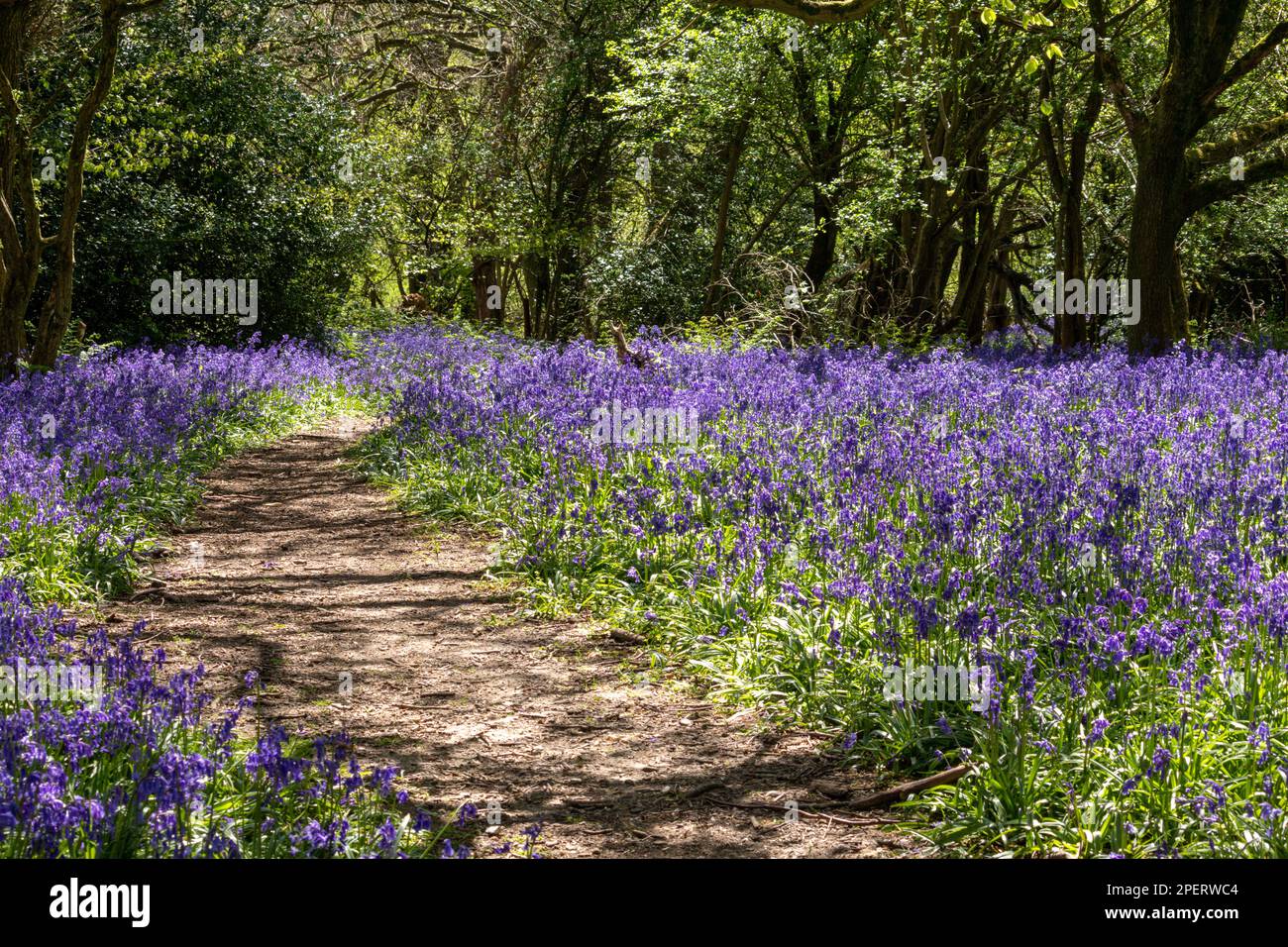 Las campánulas azules en un bosque inglés Foto de stock