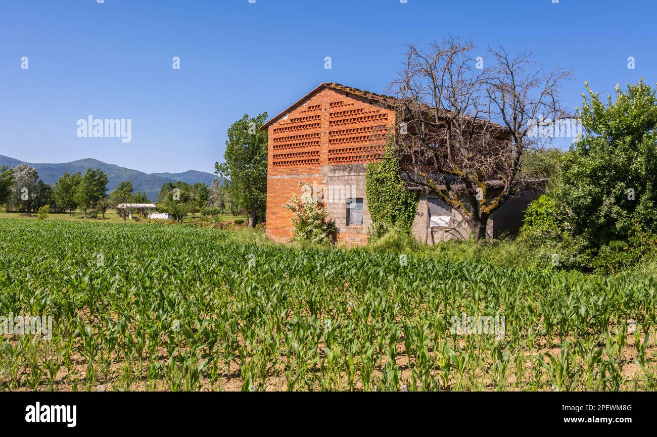 Granero de ladrillo cocido con entramado de madera en granjas en la región de la Toscana, cerca de Capannori, Lucca, Italia con ventana hecha de azulejos de espiga. PAREDES DE COTO GRATICT Foto de stock