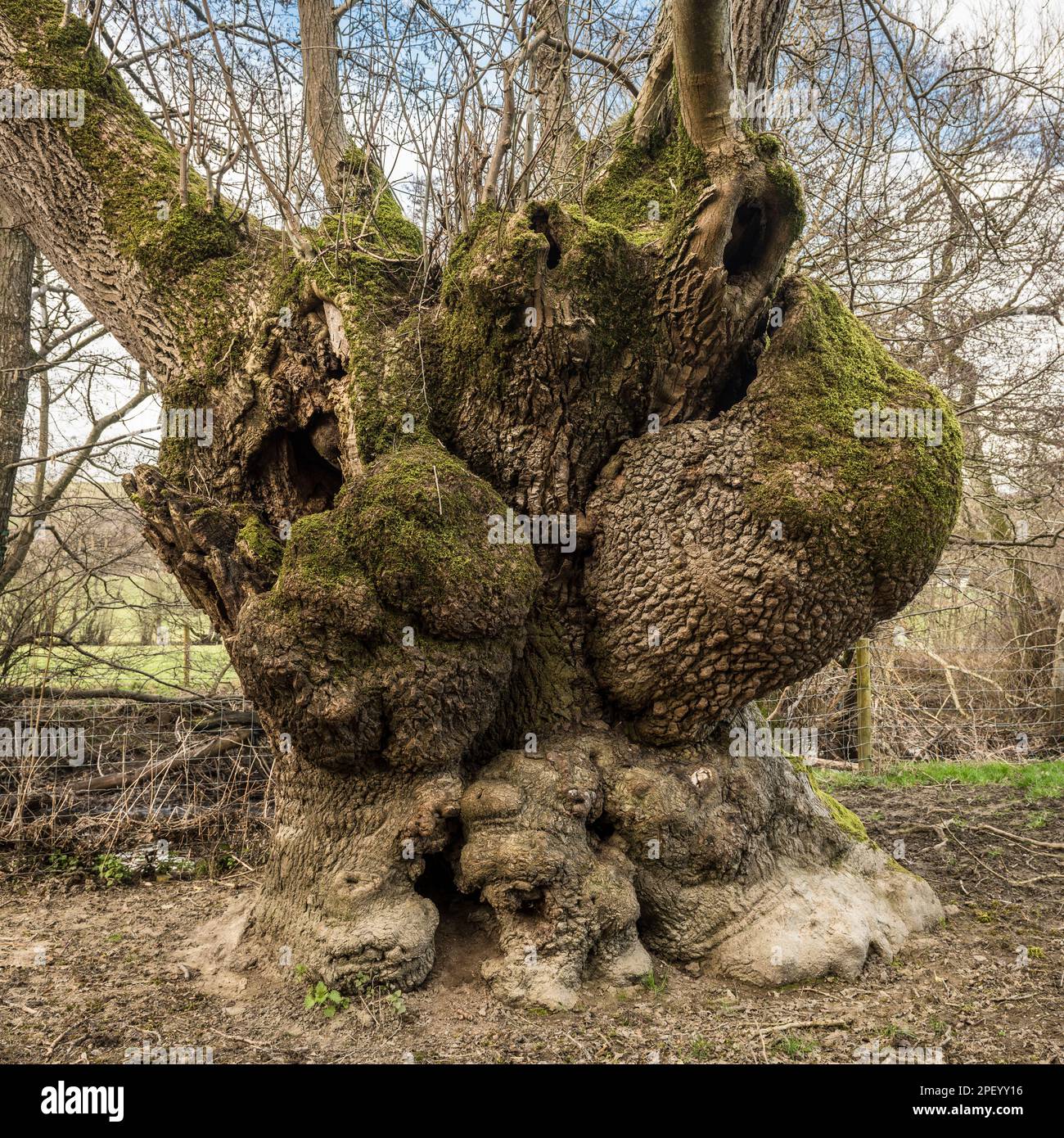 Enormes rebabas en un viejo fresno de pollard (Fraxinus excelsior) cerca de Presteigne, Powys, Reino Unido. Oficialmente un árbol 'antiguo', alrededor de 350 años de edad Foto de stock