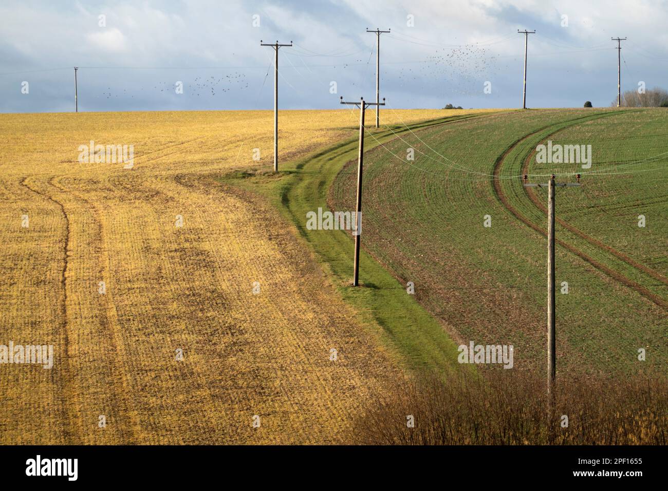 Telégrafo que cruza los campos de las tierras de cultivo cultivables, Peasemore, Berkshire, Inglaterra, Reino Unido, Europa Foto de stock