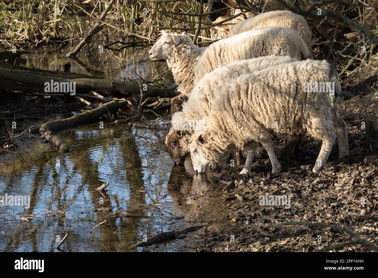 Bandada de ovejas blancas bebiendo de la corriente del bosque, Marlow, Buckinghamshire, Inglaterra, Reino Unido, Europa Foto de stock